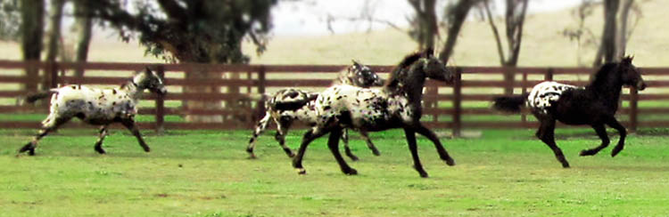 Foals at Play